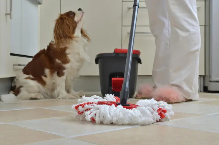Dog watching as a person mops the floor, showing pet safe house cleaning in action.