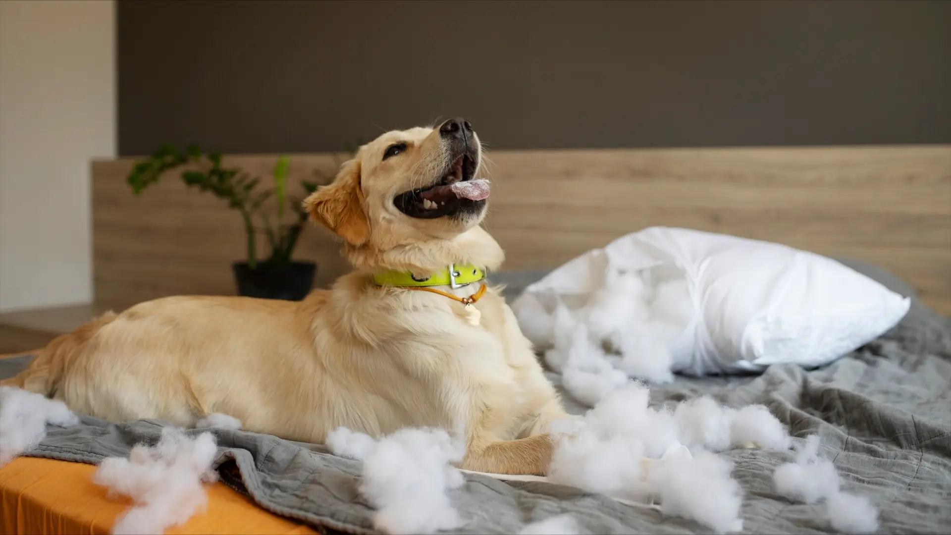 Pet-Friendly Cleaning